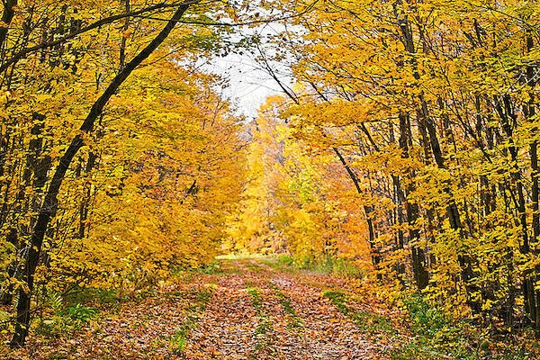 Best Fall Foliage Routes in Eastern North America Cities