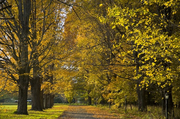 Autumn in Lenox