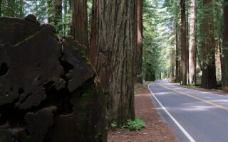 Avenue of the Giants