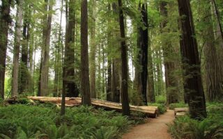 Stout Memorial Grove in Jedediah Smith Redwoods State Park