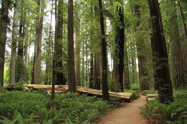 Stout Memorial Grove in Jedediah Smith Redwoods State Park
