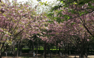 Cherry Blossom Trees, Shahu Ecological Park