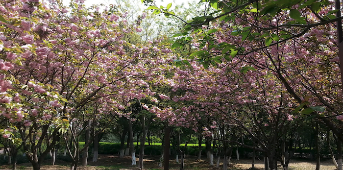 Cherry Blossom Trees, Shahu Ecological Park